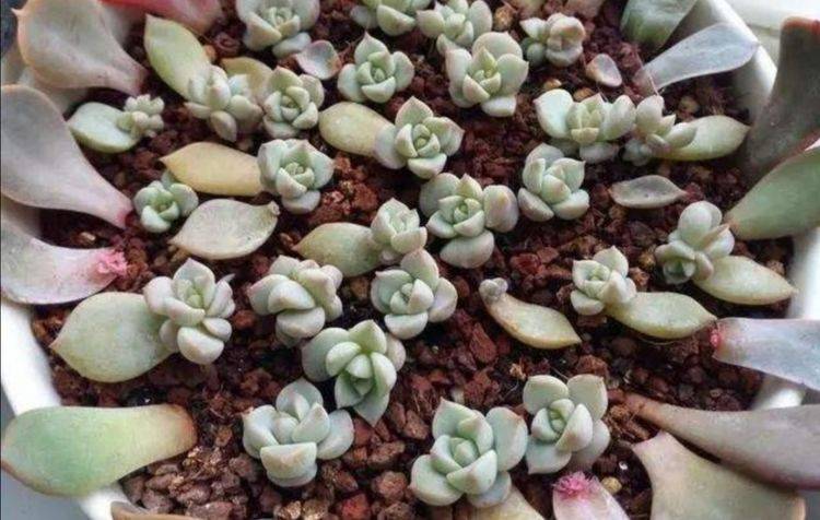 多肉怎么养肥嘟嘟 a0e228d937504384a98f7c75b1456a64.jpeg