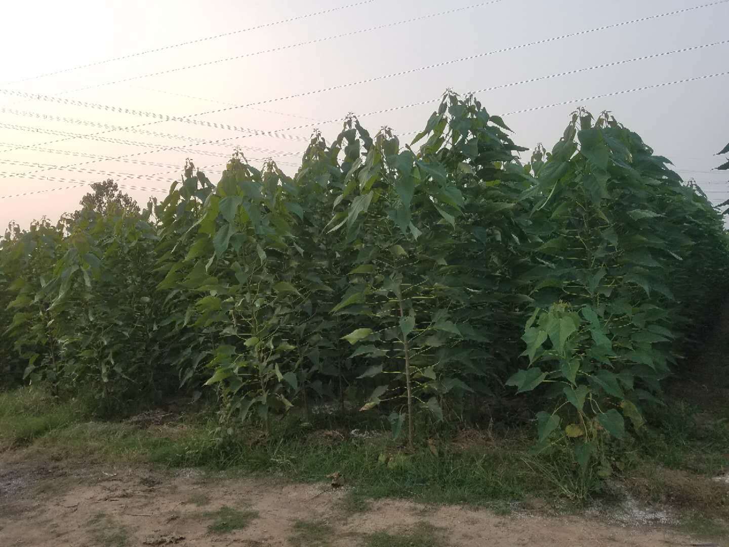 盛林苗木楸树种植如何选择楸树组培苗和实生楸树苗有何不同