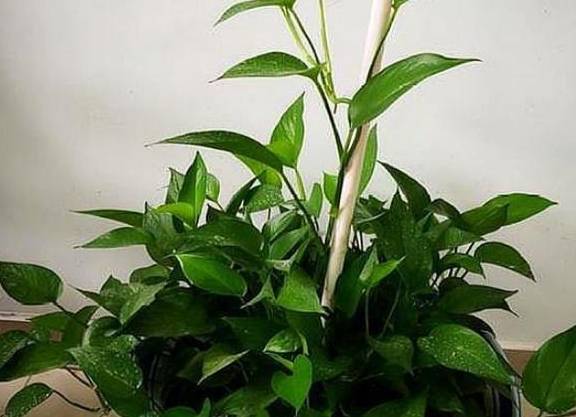 龟背竹水培好土培好 7c0d376d9f0740f5b7604fe9364036fc.jpeg