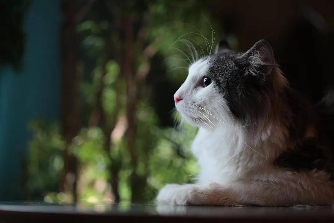 挪威森林猫 传说北欧神话中 女神的猫 怪不得仙气满满 猫咪