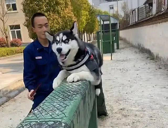 消防员训练哈士奇做警犬,却不料职业生涯遇到了瓶颈:谁扛得住