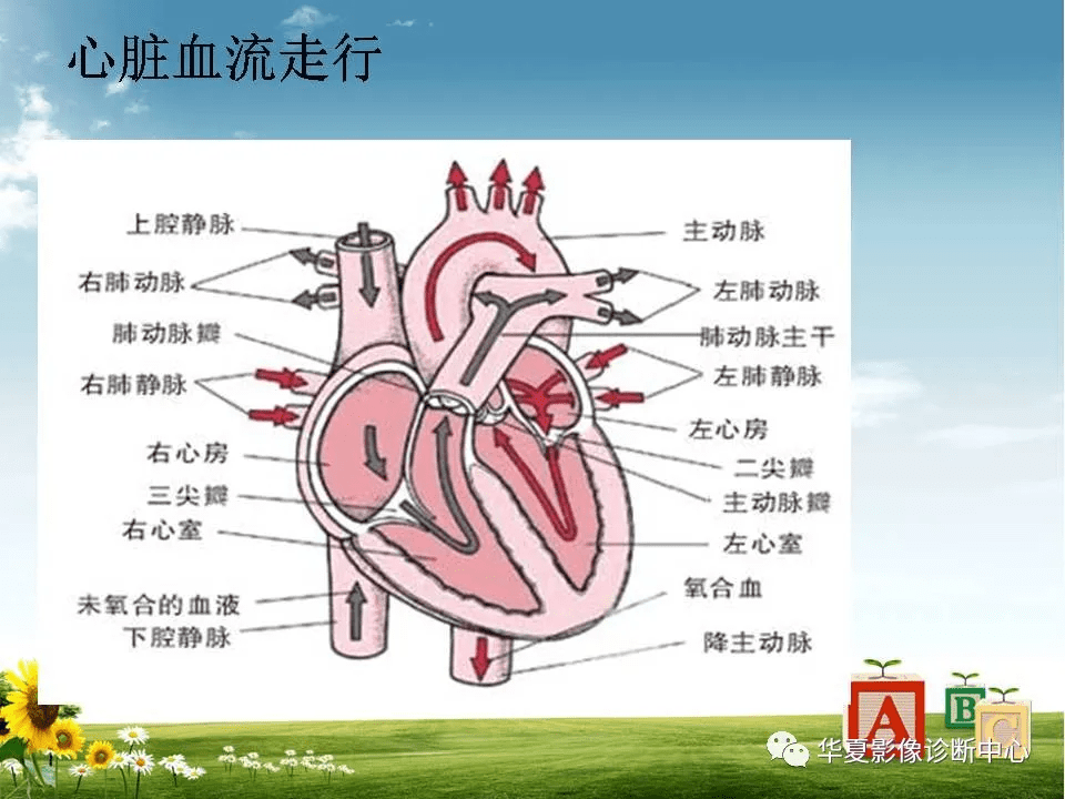 心脏大血管解剖
