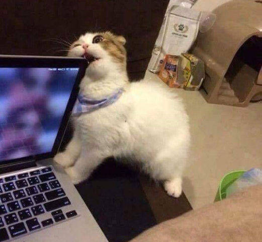 猫咪无聊啃电脑,主人发现后大声呵斥,猫咪一脸无辜的表情惹人怜
