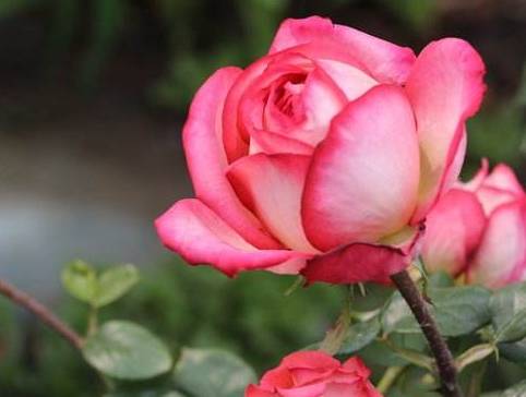 月季花怎么养得更久一点 29a8b4fb98d04d7e9966b96ac6c2b1ce.jpeg