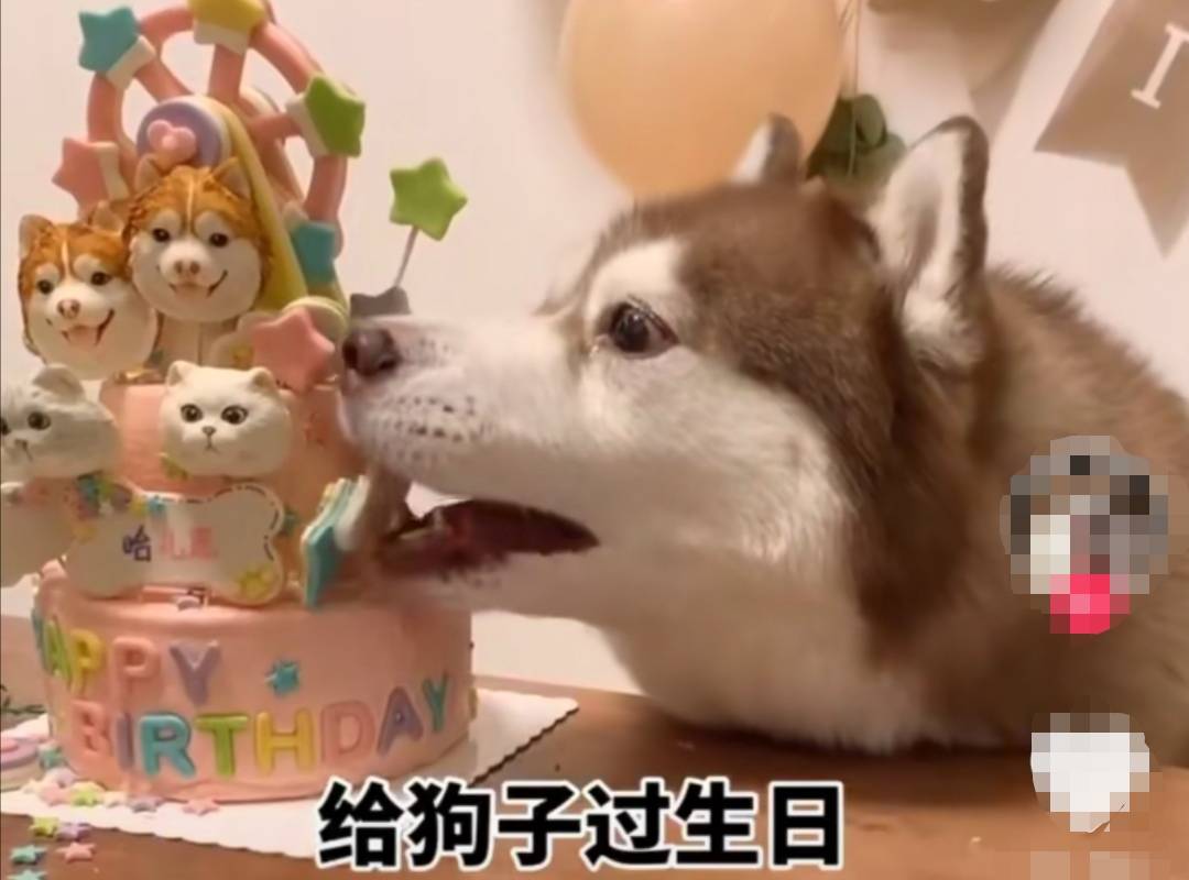 给宠物狗过生日成养宠圈新时尚,网友群嘲:爹妈都不一定有这待遇_狗狗