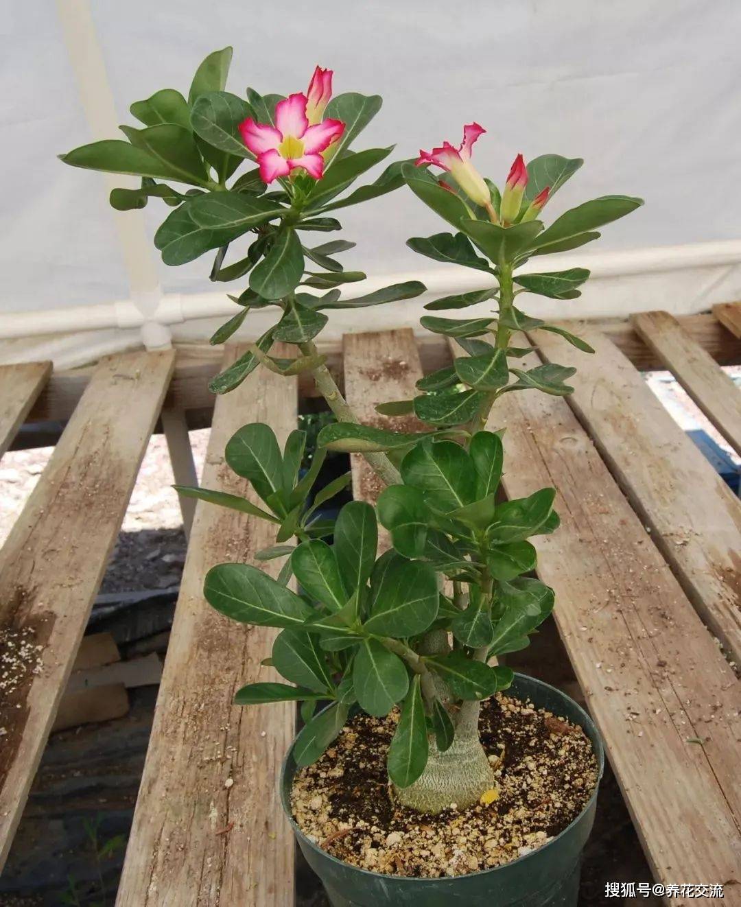 哪里能买到真正的玫瑰花盆栽 43e6483422b446799de831ce6116f1ea.jpeg