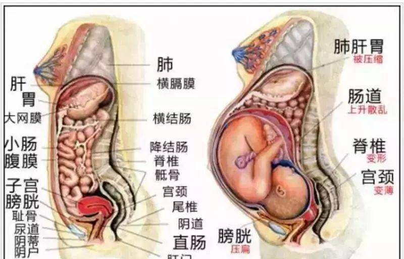 几个月胎儿入盆 8658ea8dd6ad4674ad258be171afb242.jpeg