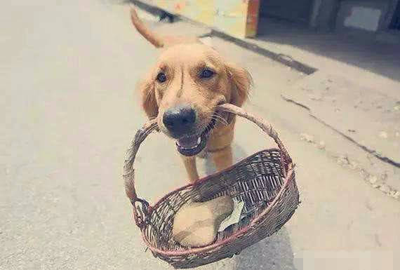 狗为啥总是叼着东西 0290805a98d644f1a891d614ad041800.jpeg