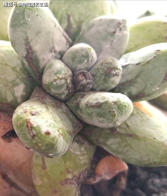 多肉怎么叶插备好花土 3dc83417746440f2a30efd593575baba.jpeg