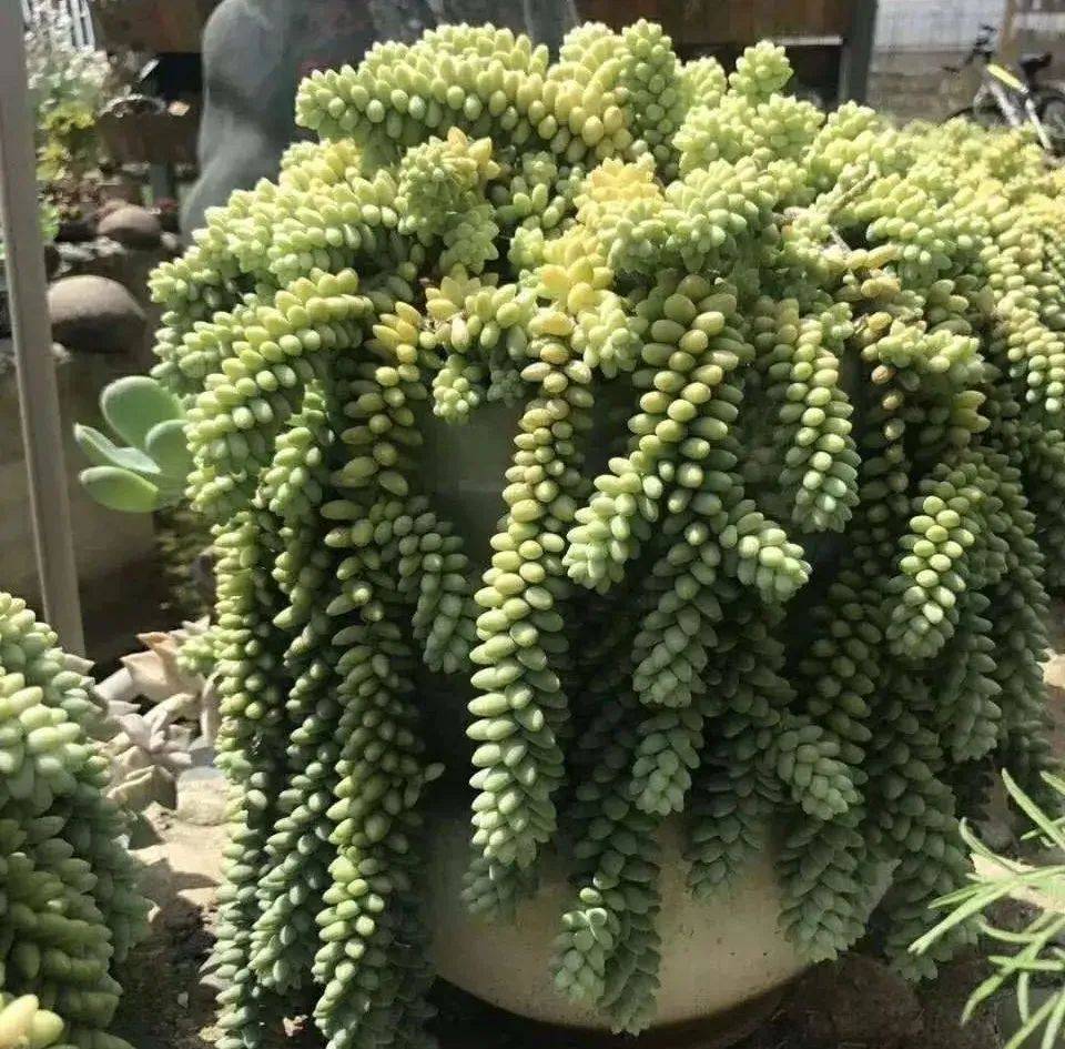 玉缀多肉怎么养叶片紧密 953984aeef104102acf77b4b6c249406.jpeg