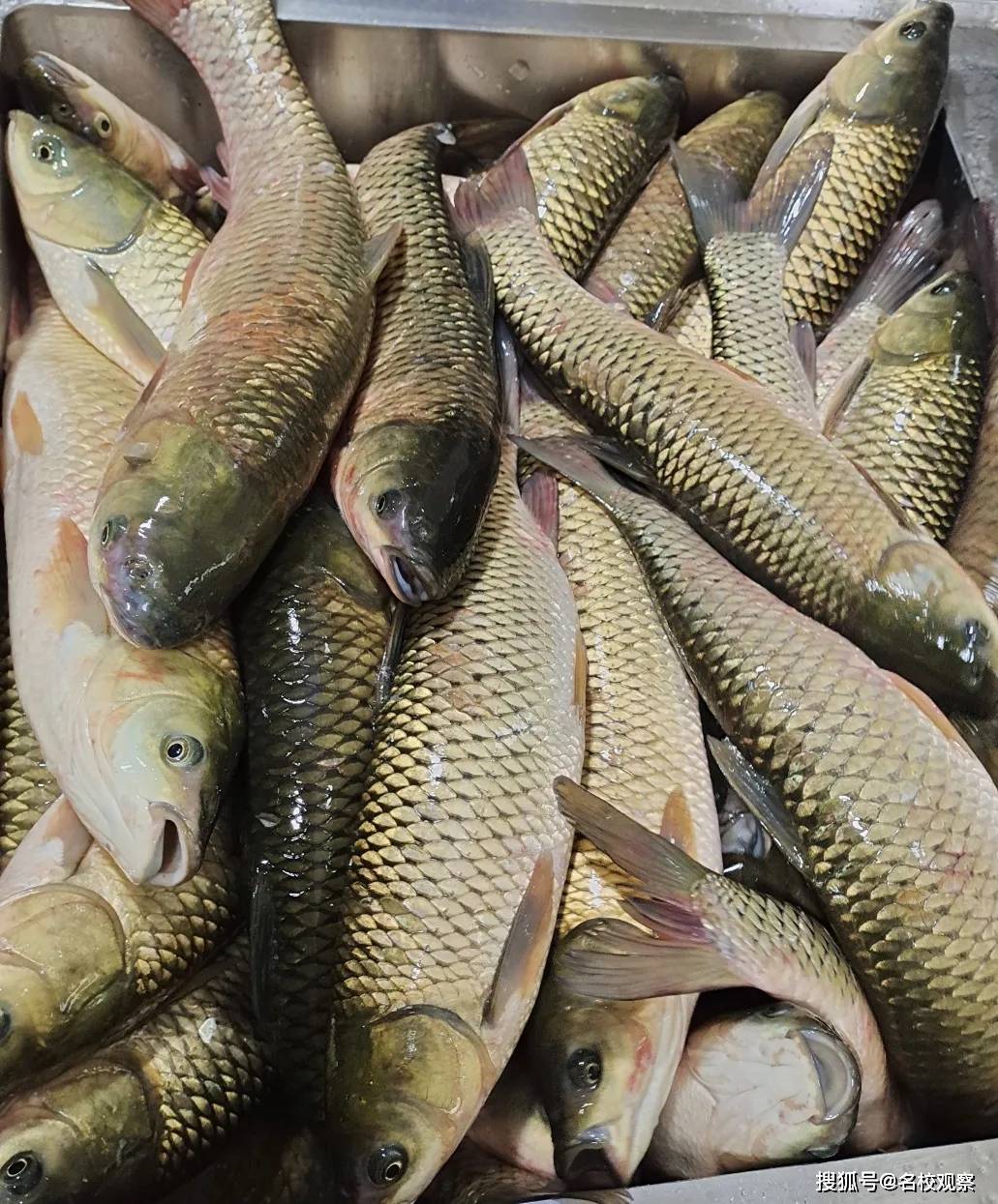 池塘|强！四川这所学校专门给学生们建了一个食材基地！