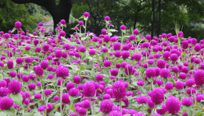 花海|心理测试：你认为哪个花海最美丽？测你2020下半年有什么好事降临