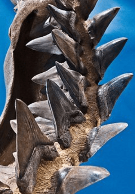 鲸鱼的牙齿有多少颗 7bd39f0979e446e2887a732df195e90a.png