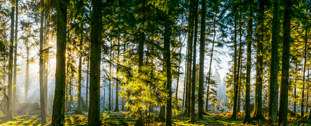 毛皮|不应随意“丢弃”的时尚
