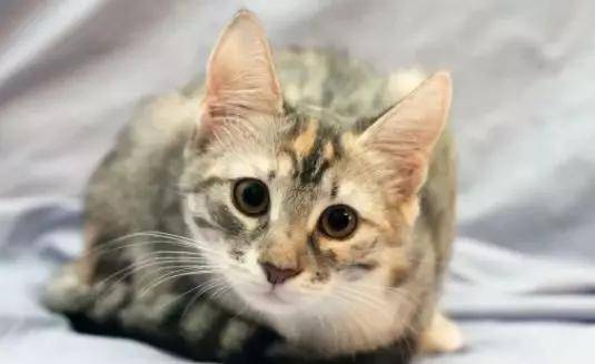 我们为什么不能虐待动物？