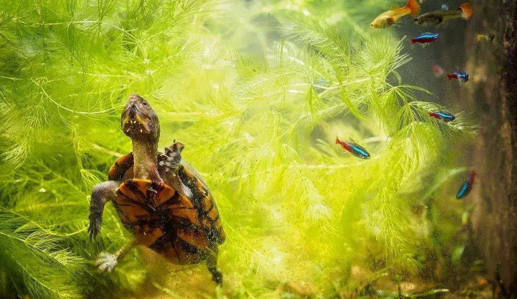 寓意|会让你爱上它吗？红面蛋的“鸿运当头”