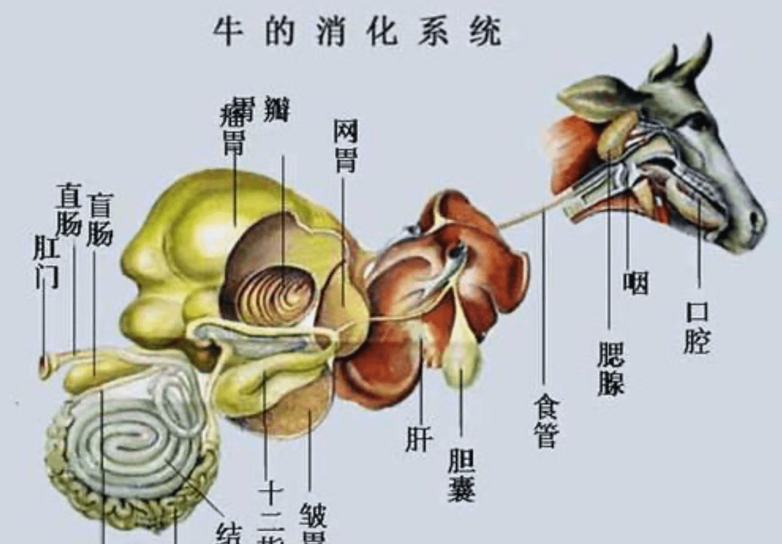 原创为什么只吃草的牛长得这么大植被出奇地擅长创造大型动物