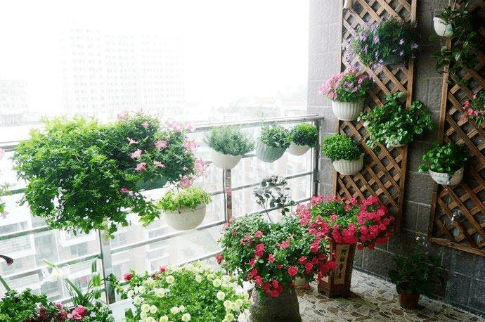 家阳台种什么花最好 a36e7d696c0d47c787ea56db627313d9.png
