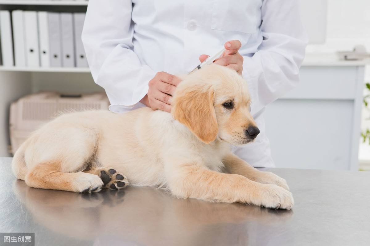 原创狗狗注射完疫苗的部位有肿块,主人需要掌握的2个消肿方法