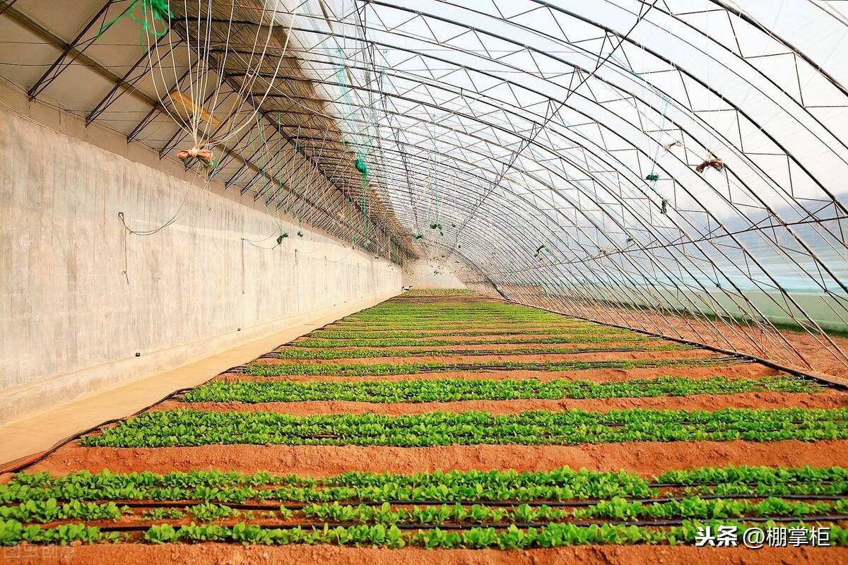 大棚种什么省事又赚钱(农村搞大棚种什么最赚钱)