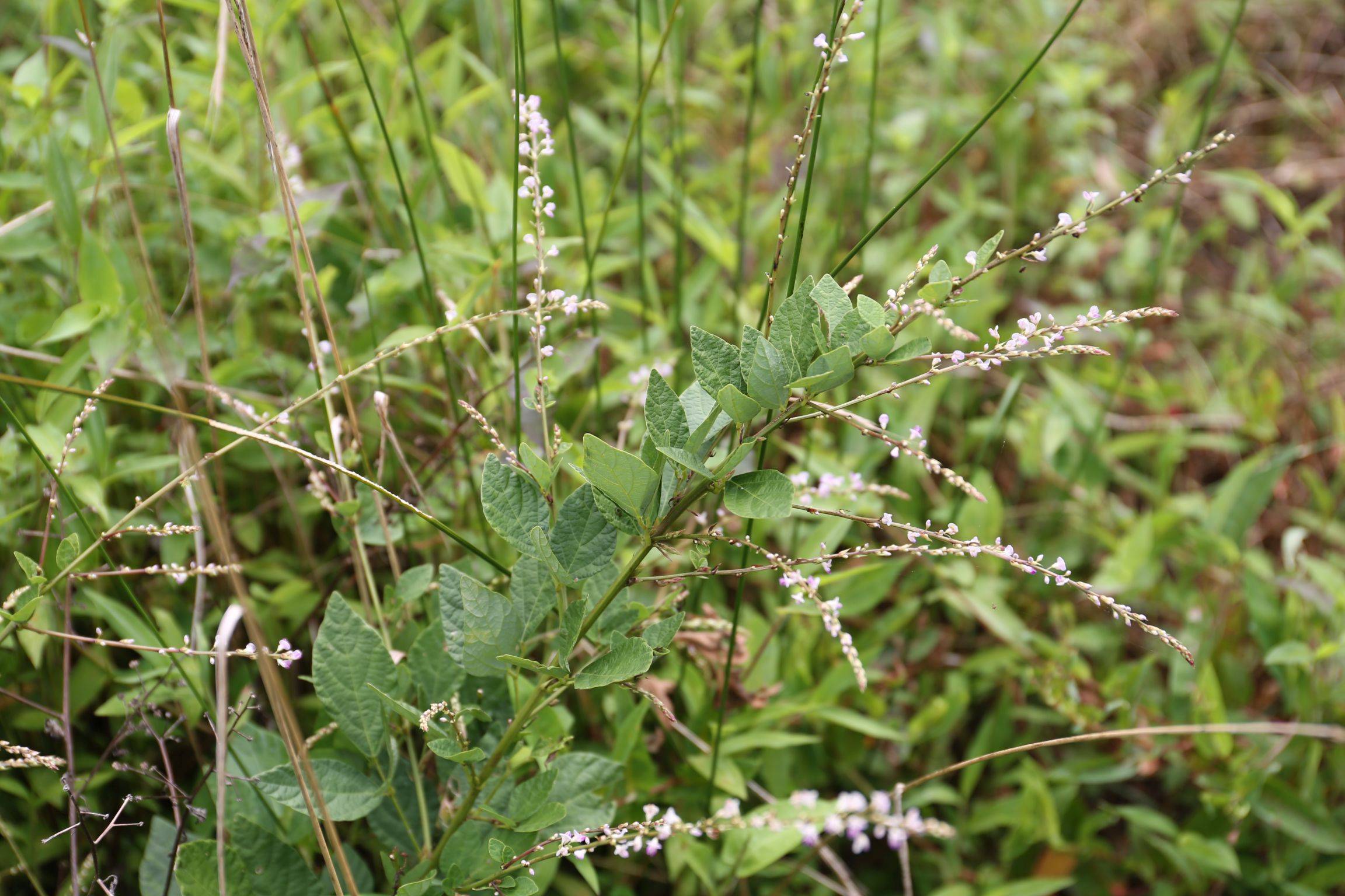 直立草本.别名:种拉丁名:hylodesmum podocarpum (candolle) h.