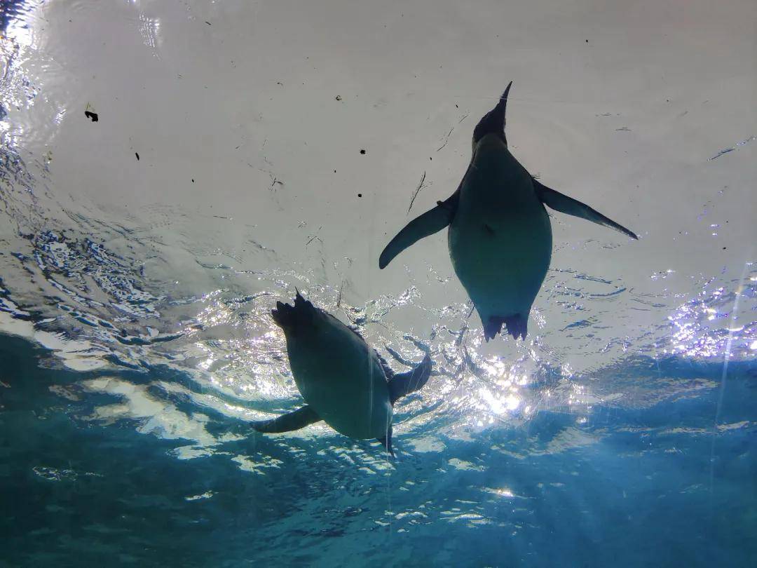 Pro|vivo X50 Pro测试：765G换来微云台，值得一买吗？