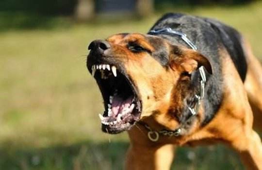 狂犬已经成为城市的公害,长航东院将为防止公害的发生做出贡献.