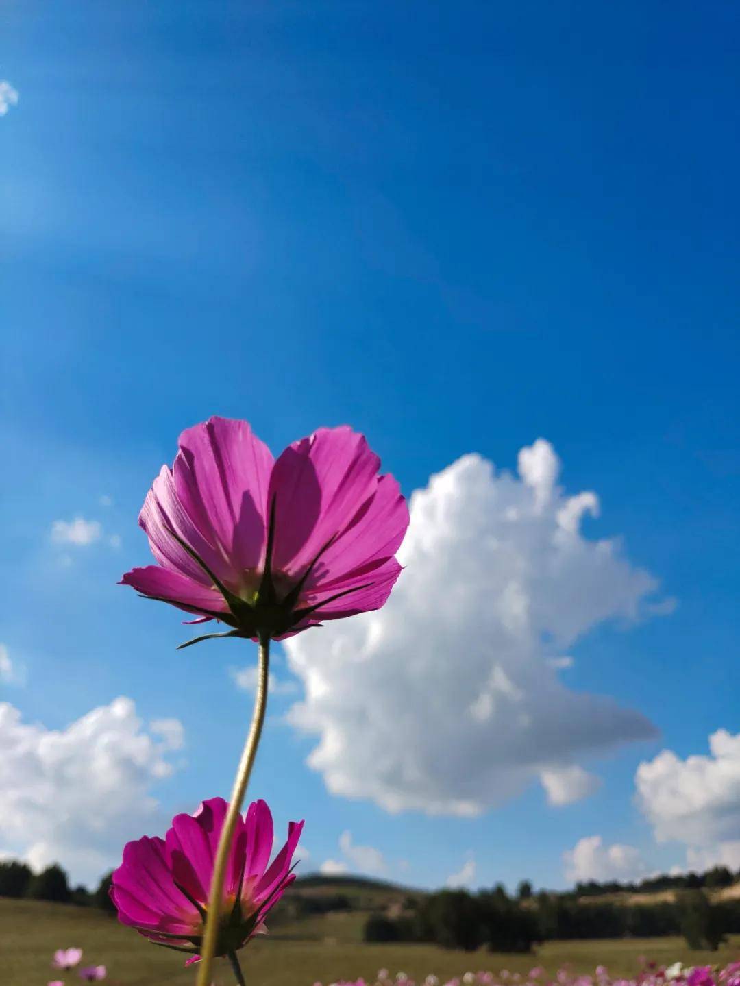 Pro|vivo X50 Pro测试：765G换来微云台，值得一买吗？