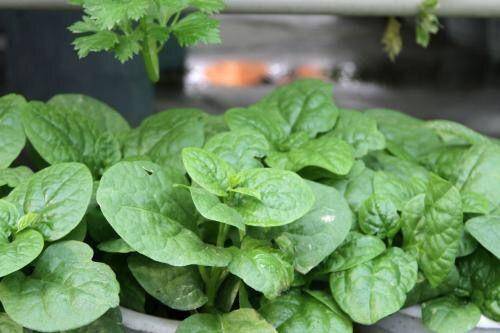 个儿|不妨多给孩子吃此菜，补充钙质，个儿猛长，还能排毒素春天到了