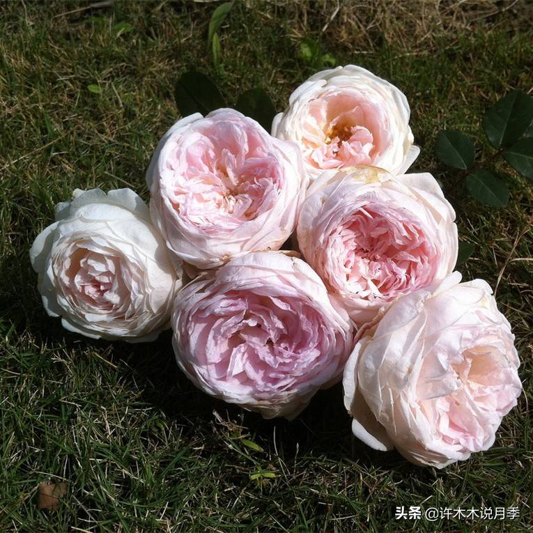 月季怎么浇水才不会烂根 3424603ca9804a41a5d0df09bc2481c9.jpeg