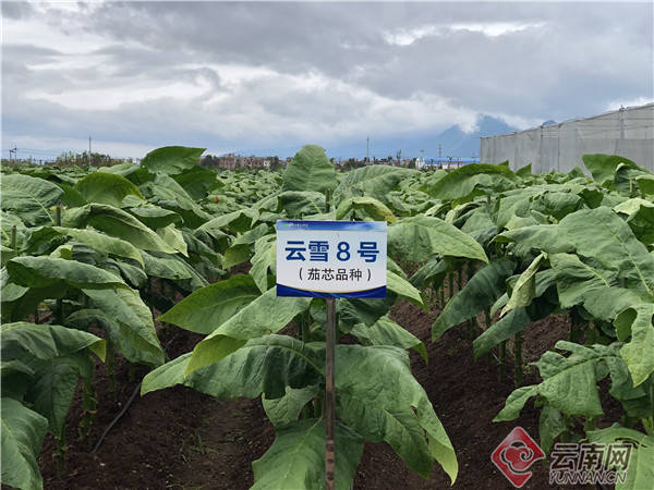 最好的烟叶在哪里 37aaafe508ca480290874450dc4c7967.jpeg