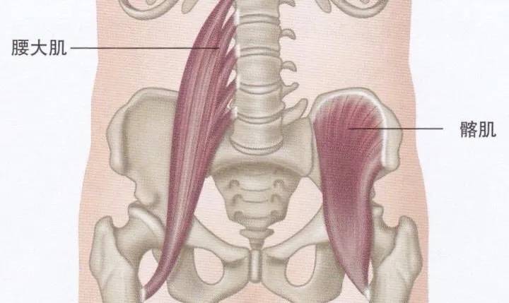 骨骼肌出问题了!拉伸腰肌你需要这样做