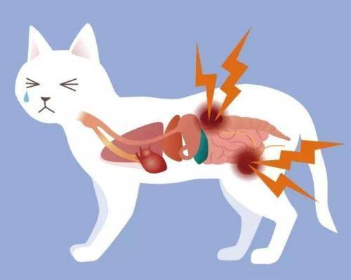 猫得胰腺炎,靠禁食方法真的可以么?