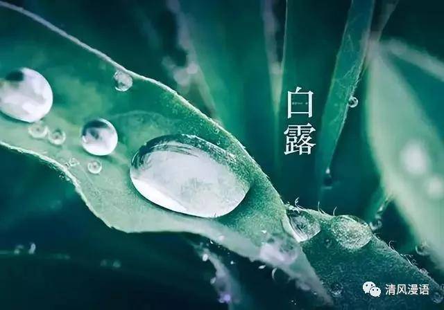 白露,秋空雁度青天远,疏树蝉嘶白露寒