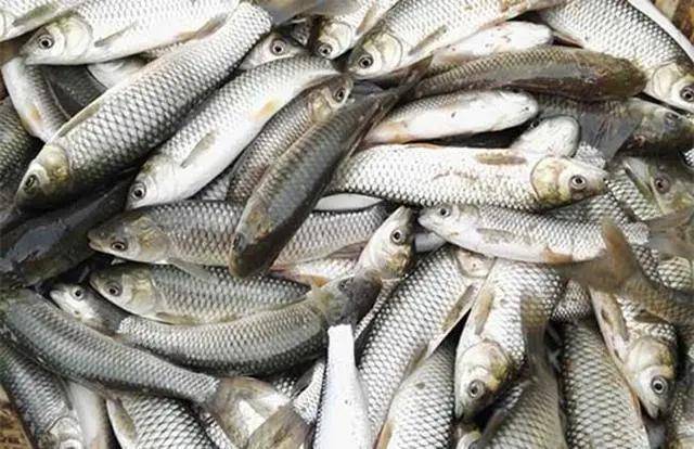 有鱼的水质怎么样 7e33c5a419e049a599efe2f8a7e247a2.jpeg