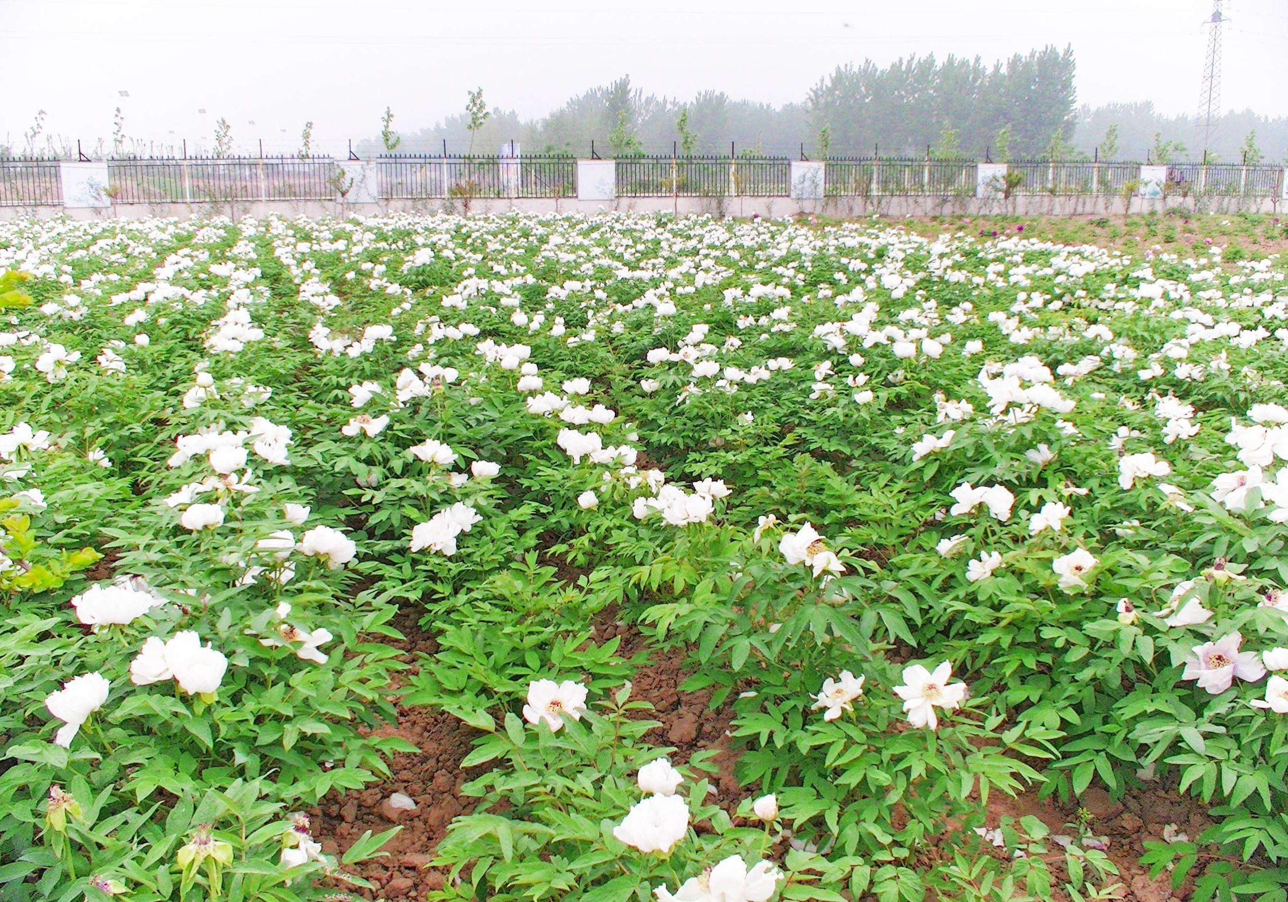 襄垣县洛江沟村:2500亩牡丹开出致富花_高金来
