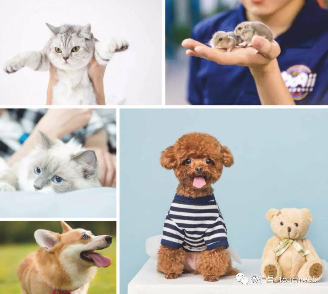 高盛|波奇宠物冲刺美股：年亏1.76亿 高盛与招商银行为股东