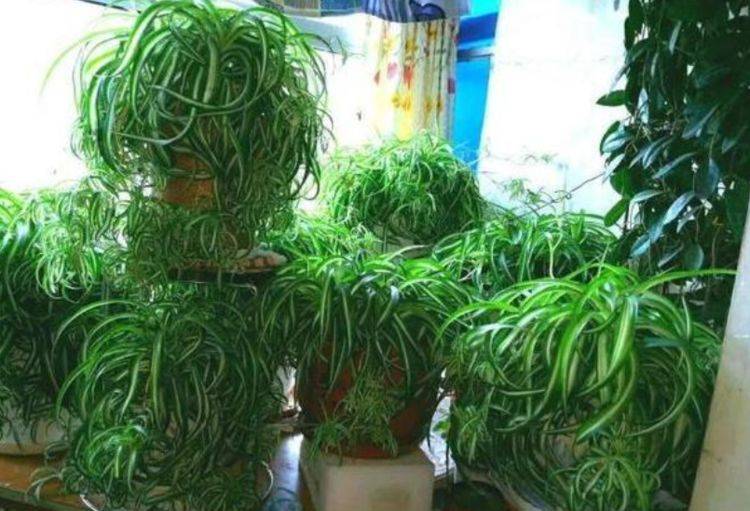 适合家里养的绿植树 843e87f48c1643e4a7efb93287a0901b.jpeg