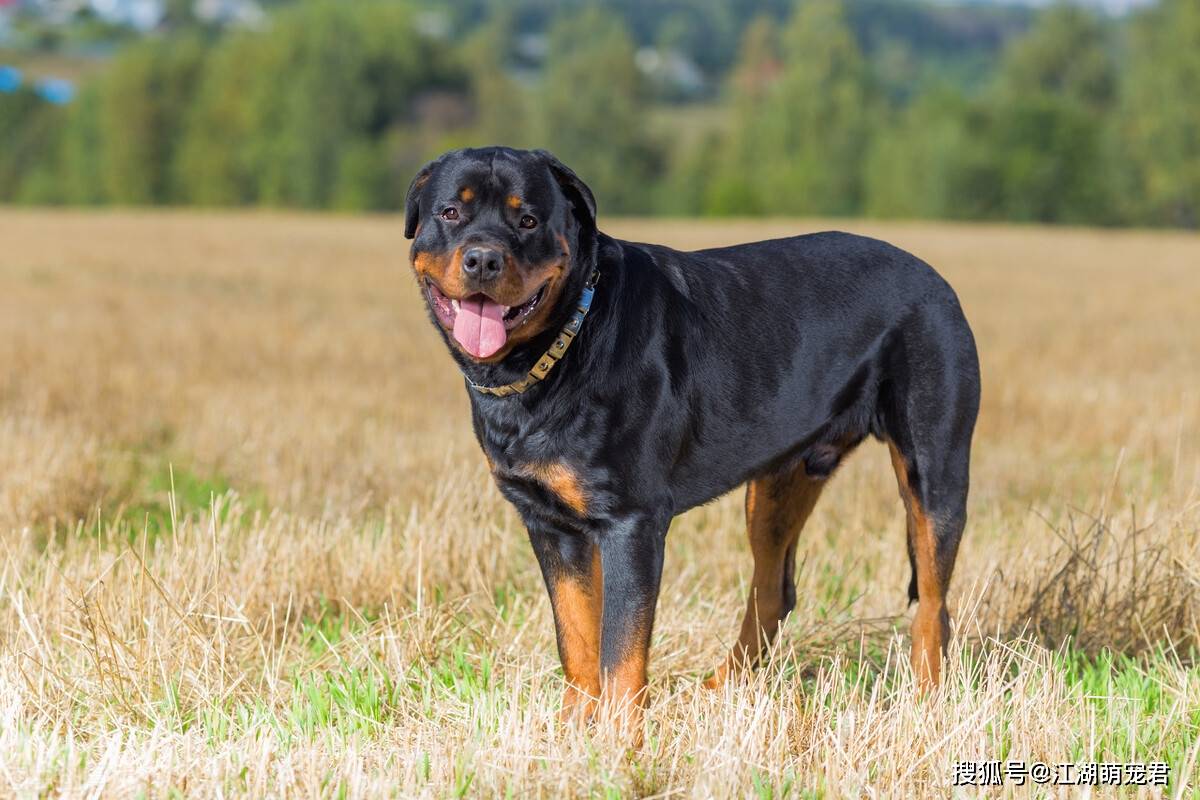 罗威纳犬