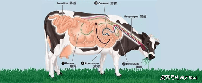 牛一般有四个胃,依次是瘤胃,网胃,重瓣胃和皱胃,其中皱胃才是真正的胃