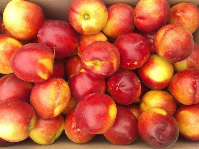 维生素A|补充营养、滋润肌肤，有益健康每天不妨多吃4种食物