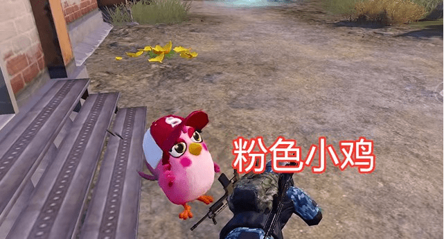 和平精英海岛出现两只小鸡粉色鸡自带信号枪并非宠物玩法