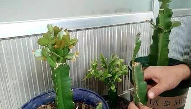 几月份嫁接蟹爪兰成活率高 a23c5fbbbe994f16911b8b0d11e7f7e5.jpeg