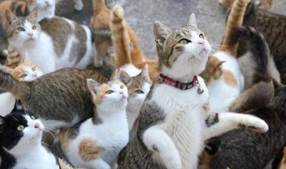 猫咪怎么喂鱼最合适 82762dfd68f44f47bc3853e7de28ea83.jpeg