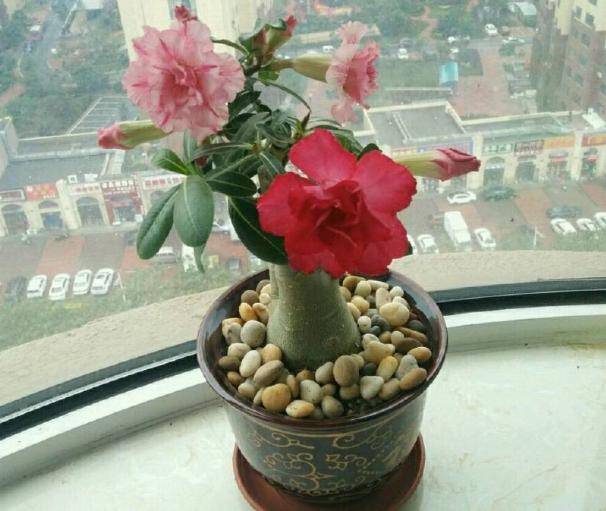 什么花生命力最顽强前十名 7c1e82bdbfa742a6a34d22cc22ab26bf.jpeg