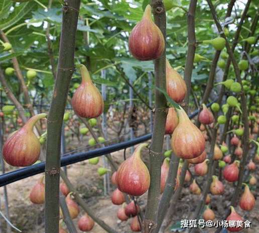 无花果攻略