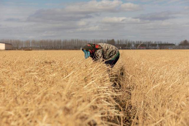 庆安|京喜携手庆安大米产业带 采购包销大米500吨
