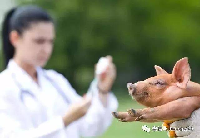 上市|科前生物下周上市：募资17亿 工程院院士陈焕春为董事长