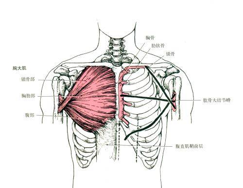 尖胸怎么办