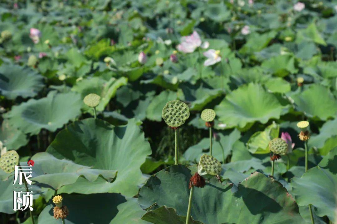 辰颐莲子洪湖粉糯通芯莲子清火润燥又养颜养出好气色